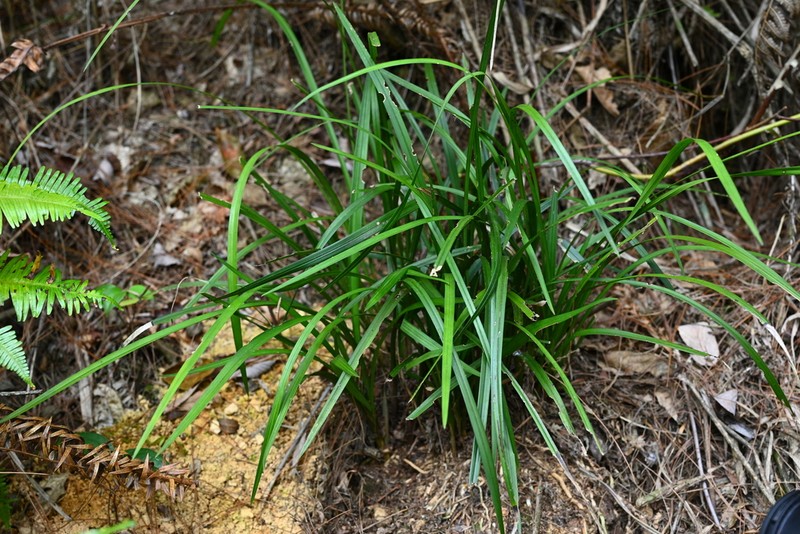 Cymbidium cyperifolium