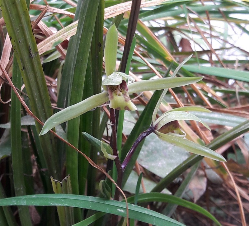 Cymbidium cyperifolium photo 2