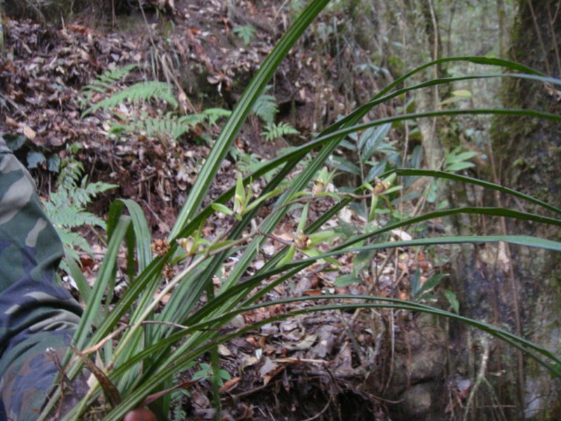 Cymbidium cyperifolium photo 3