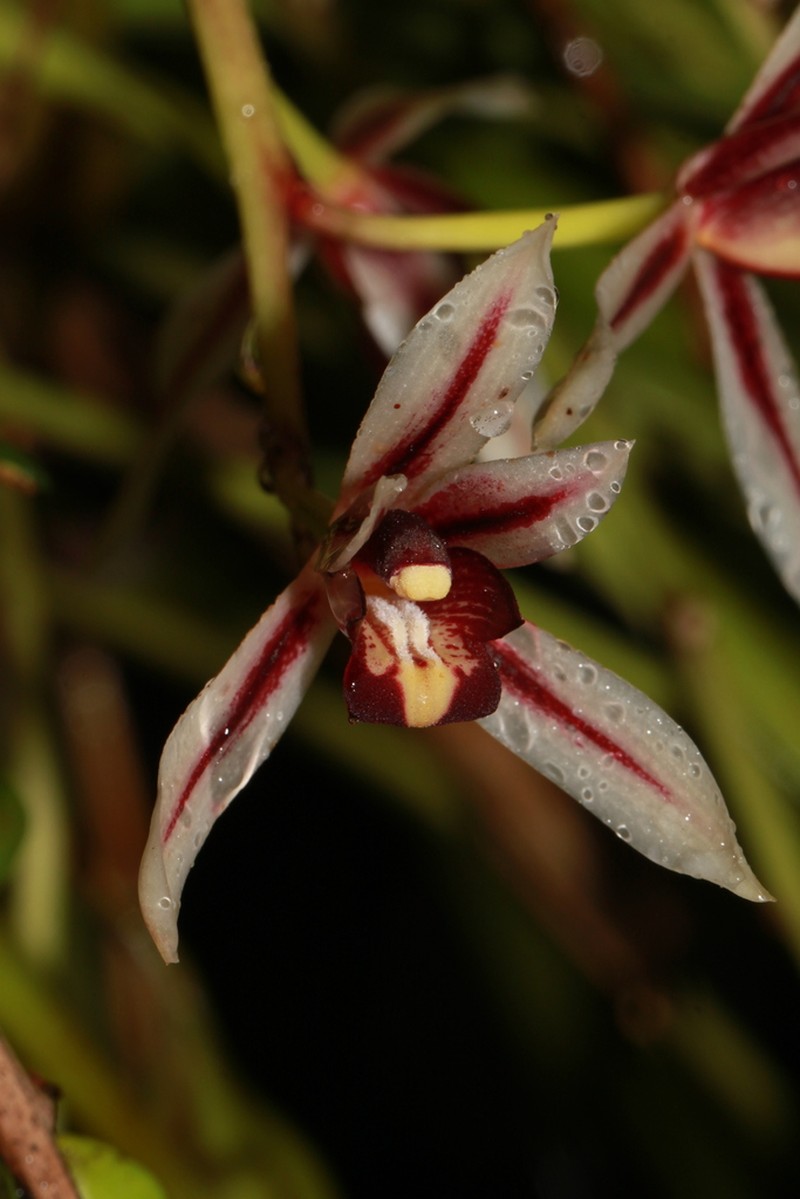 Cymbidium dayanum photo 2