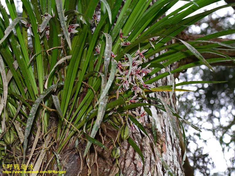 Cymbidium dayanum photo 3