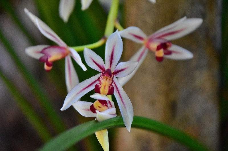 Cymbidium dayanum photo 4