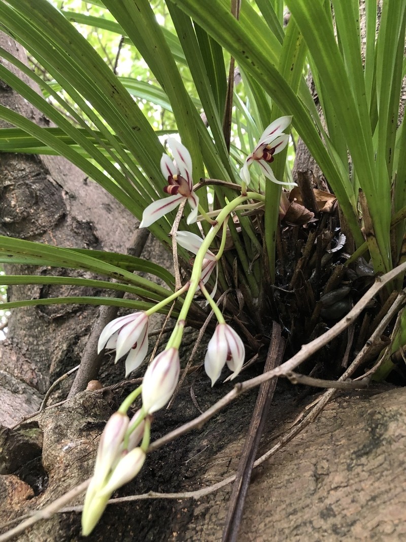 Cymbidium dayanum photo 7