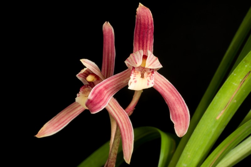 Cymbidium defoliatum