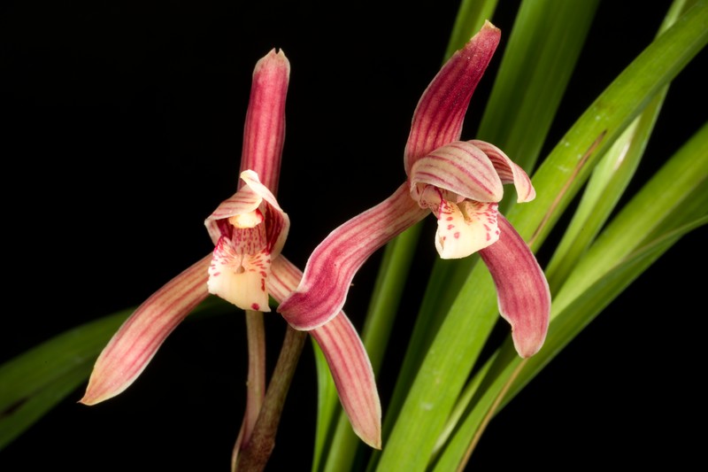 Cymbidium defoliatum photo 2