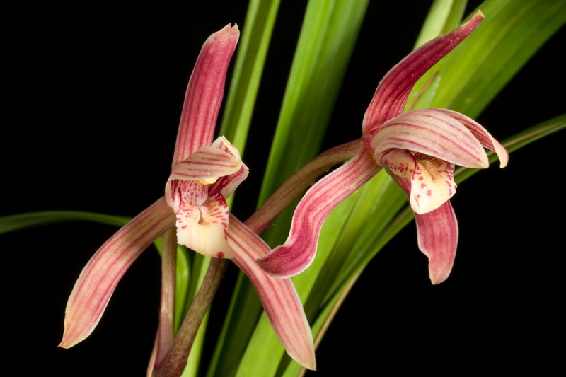 Cymbidium defoliatum photo 3