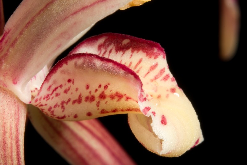 Cymbidium defoliatum photo 4