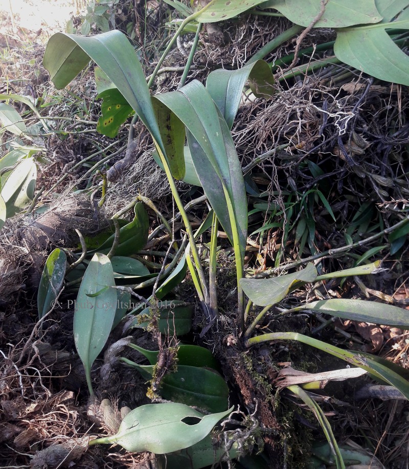 Cymbidium devonianum photo 2