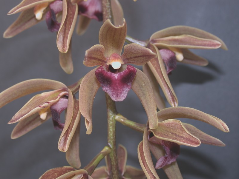 Cymbidium devonianum photo 3