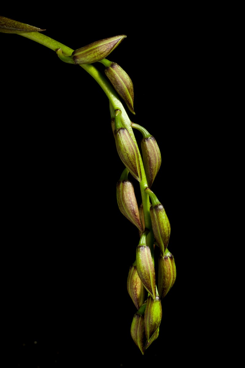 Cymbidium devonianum photo 4