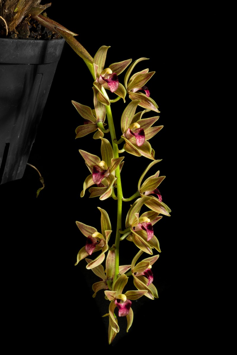 Cymbidium devonianum photo 5