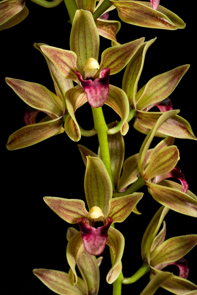 Cymbidium devonianum photo 6