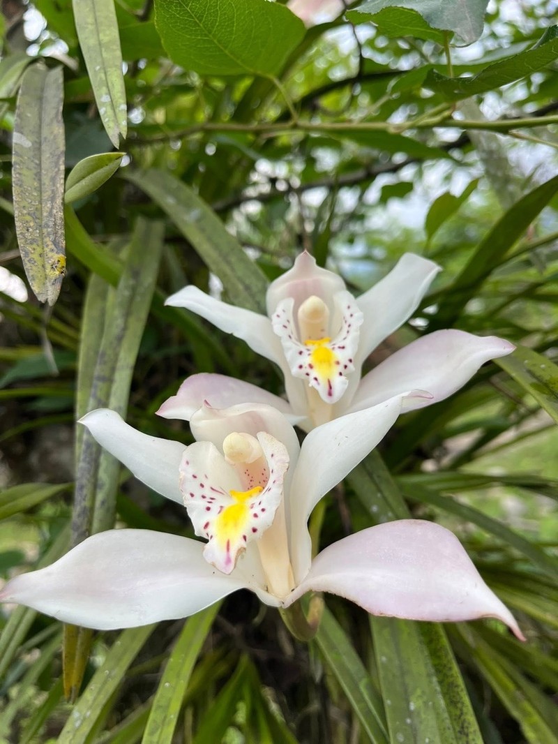 Cymbidium eburneum photo 2