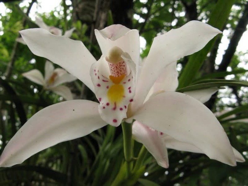 Cymbidium eburneum photo 5