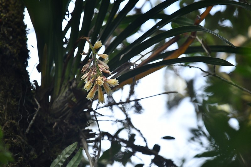 Cymbidium elegans photo 2