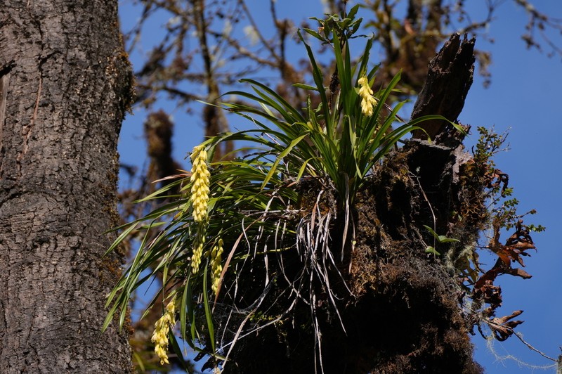 Cymbidium elegans photo 3