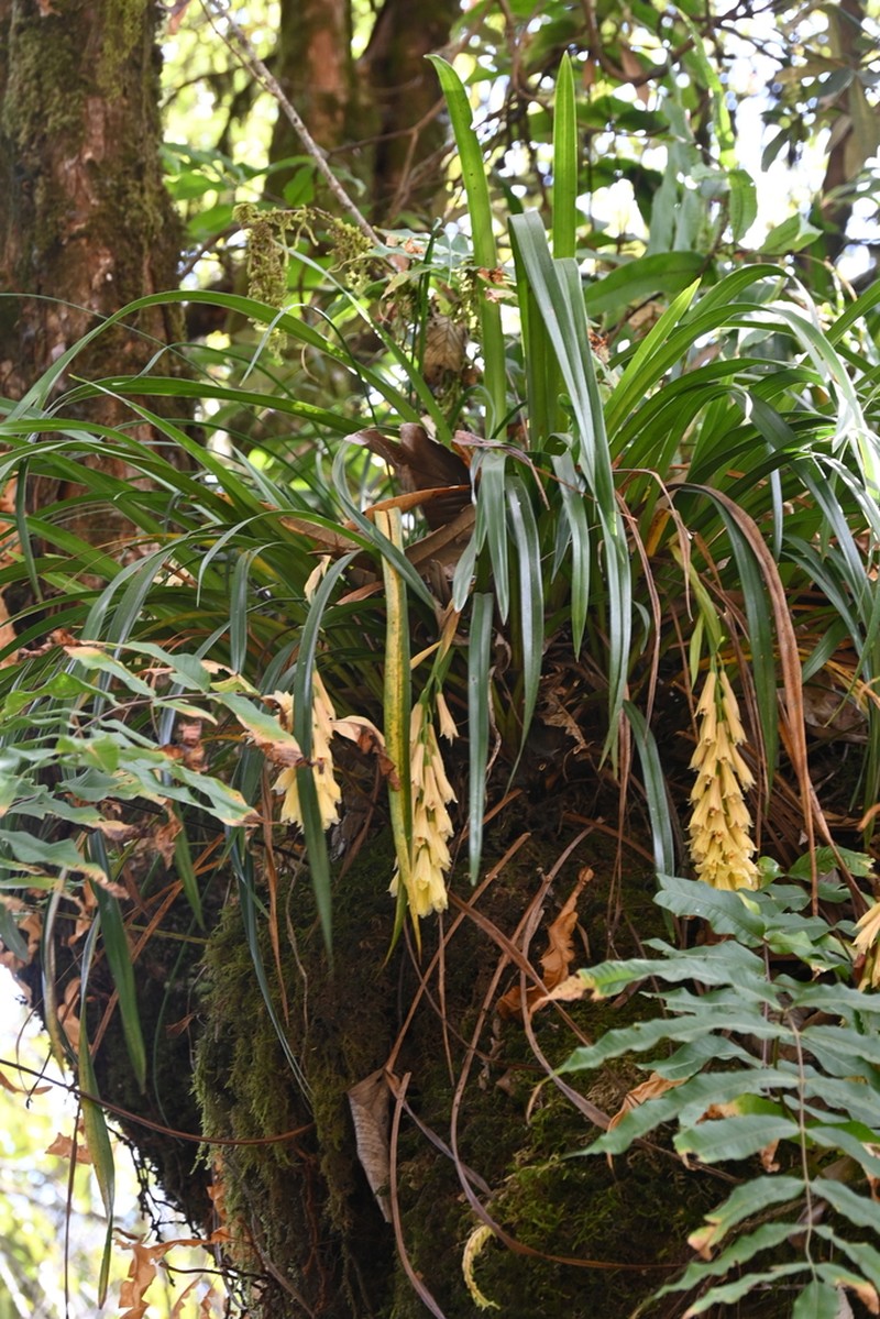 Cymbidium elegans photo 5