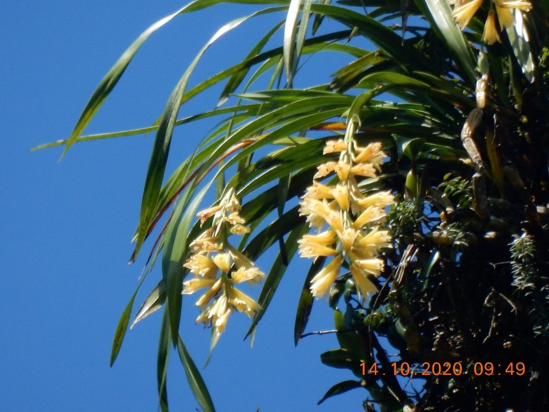 Cymbidium elegans photo 6
