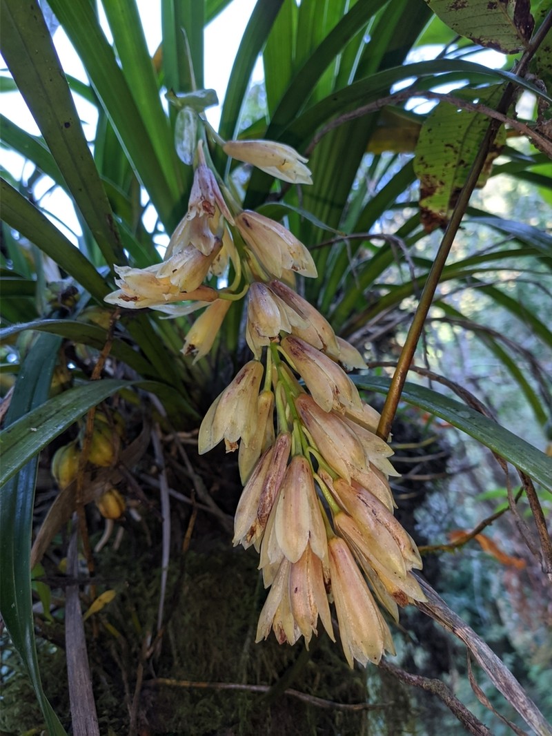 Cymbidium elegans photo 7