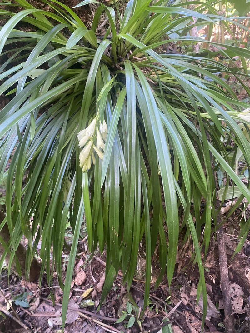 Cymbidium elegans photo 8