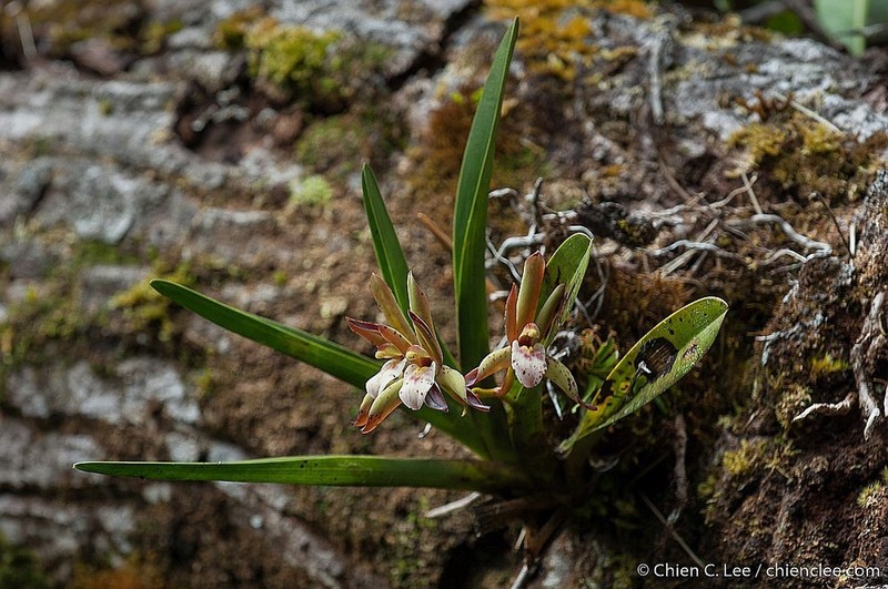 Cymbidium elongatum