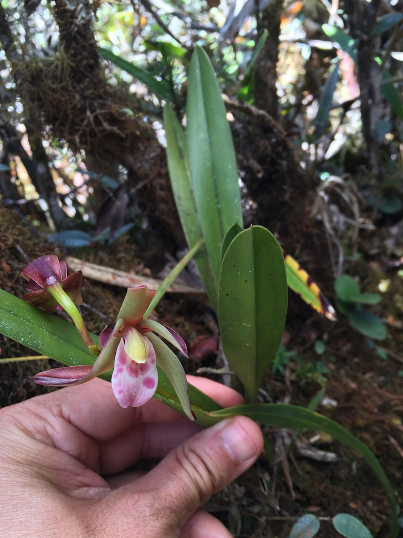 Cymbidium elongatum photo 2