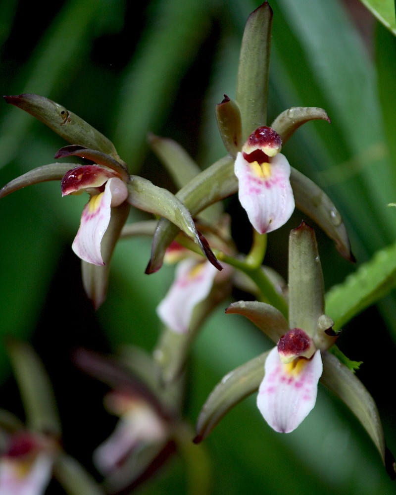 Cymbidium elongatum photo 3