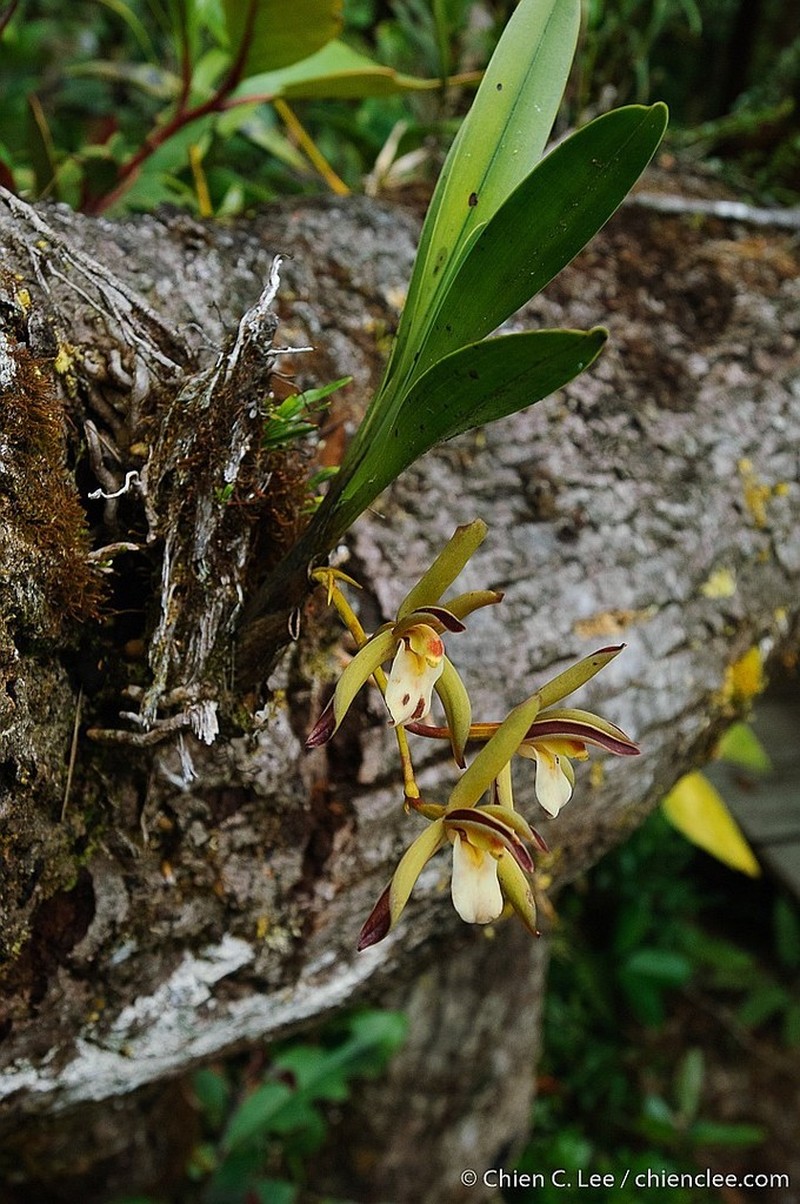 Cymbidium elongatum photo 4