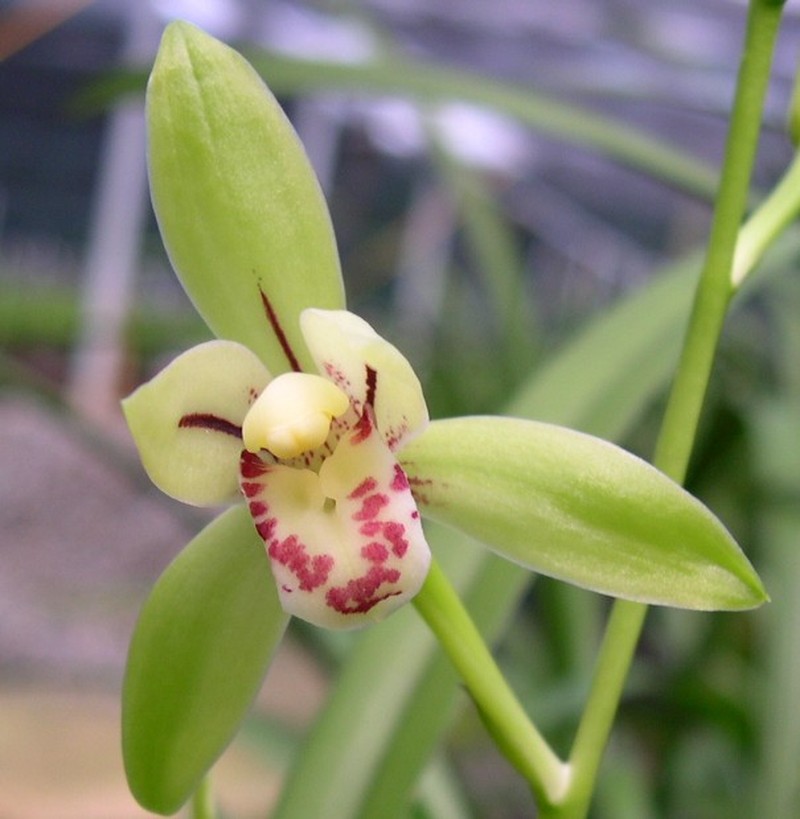 Cymbidium ensifolium