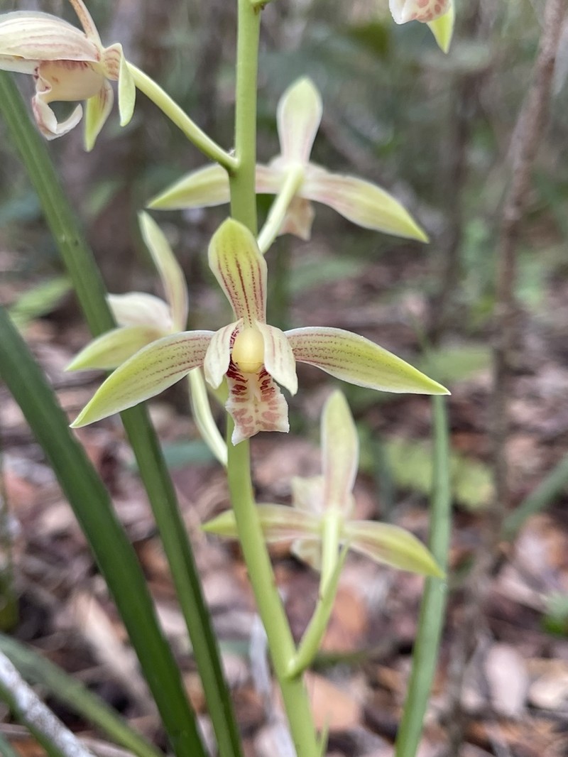 Cymbidium ensifolium photo 2