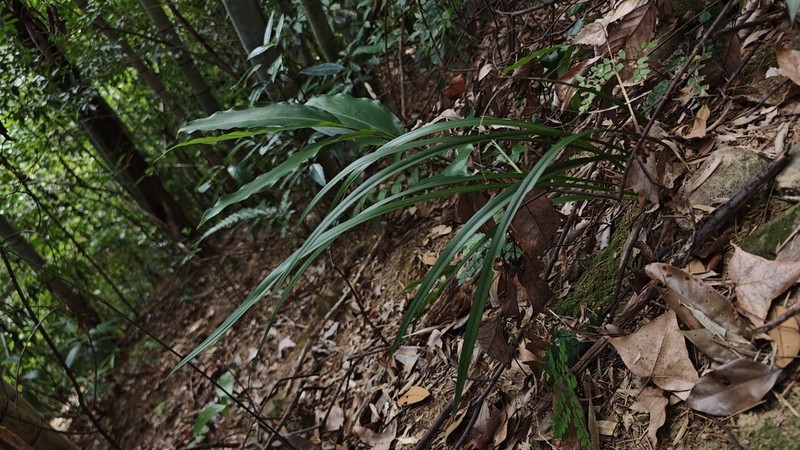 Cymbidium ensifolium photo 3