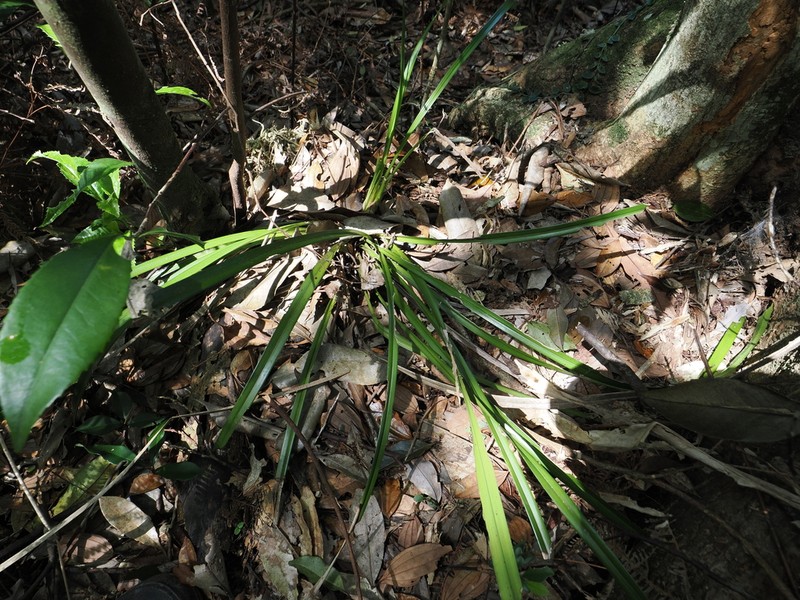 Cymbidium ensifolium photo 4