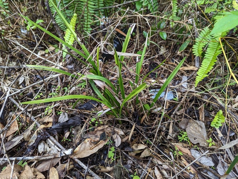 Cymbidium ensifolium photo 5