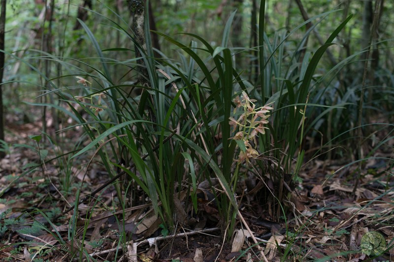 Cymbidium ensifolium photo 6