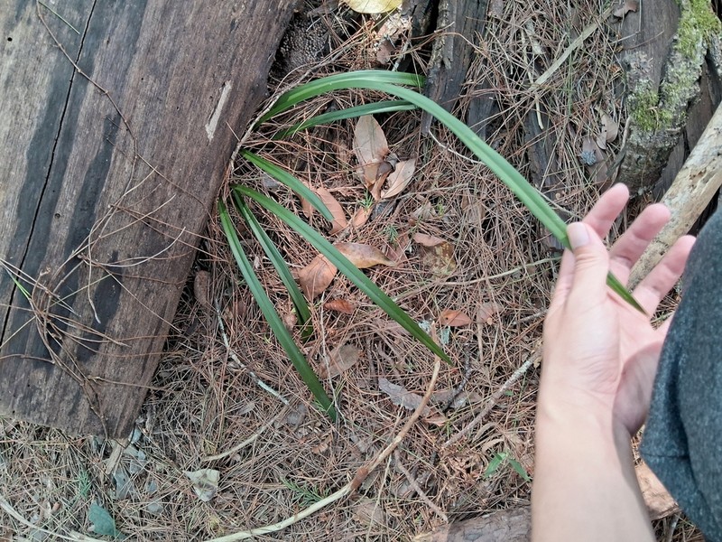 Cymbidium ensifolium photo 7