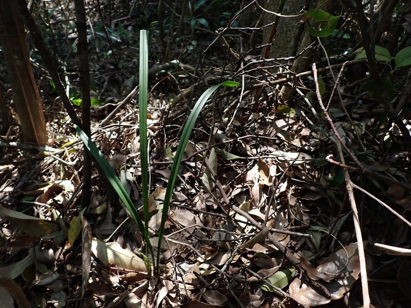 Cymbidium ensifolium photo 8