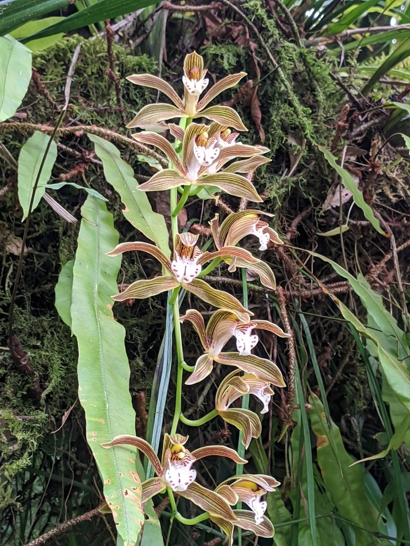 Cymbidium erythraeum photo 2