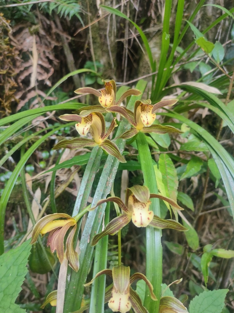 Cymbidium erythraeum photo 3