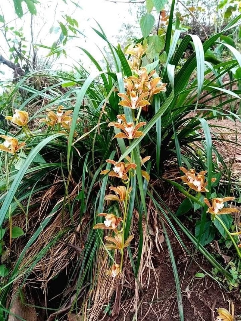 Cymbidium erythraeum photo 4