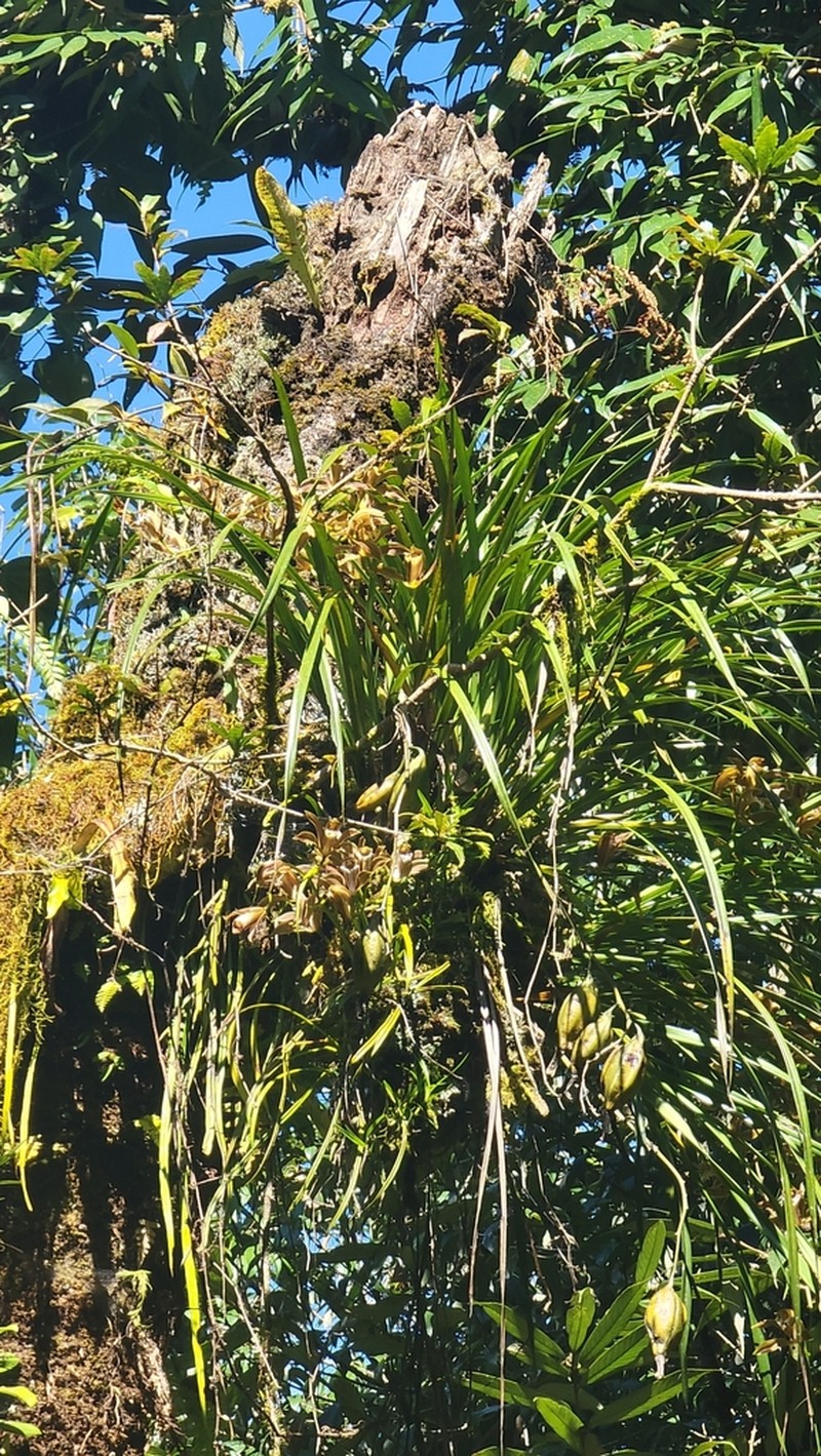 Cymbidium erythraeum photo 5