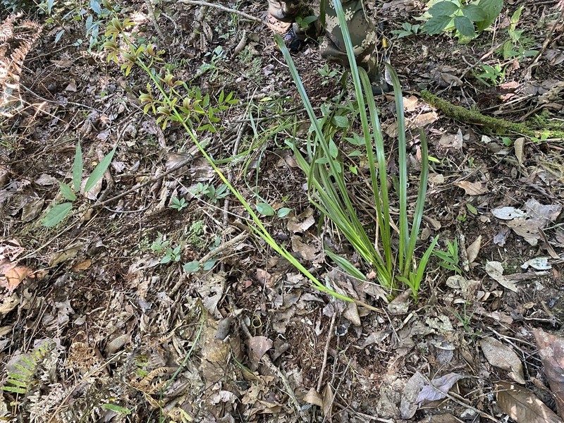 Cymbidium erythraeum photo 6