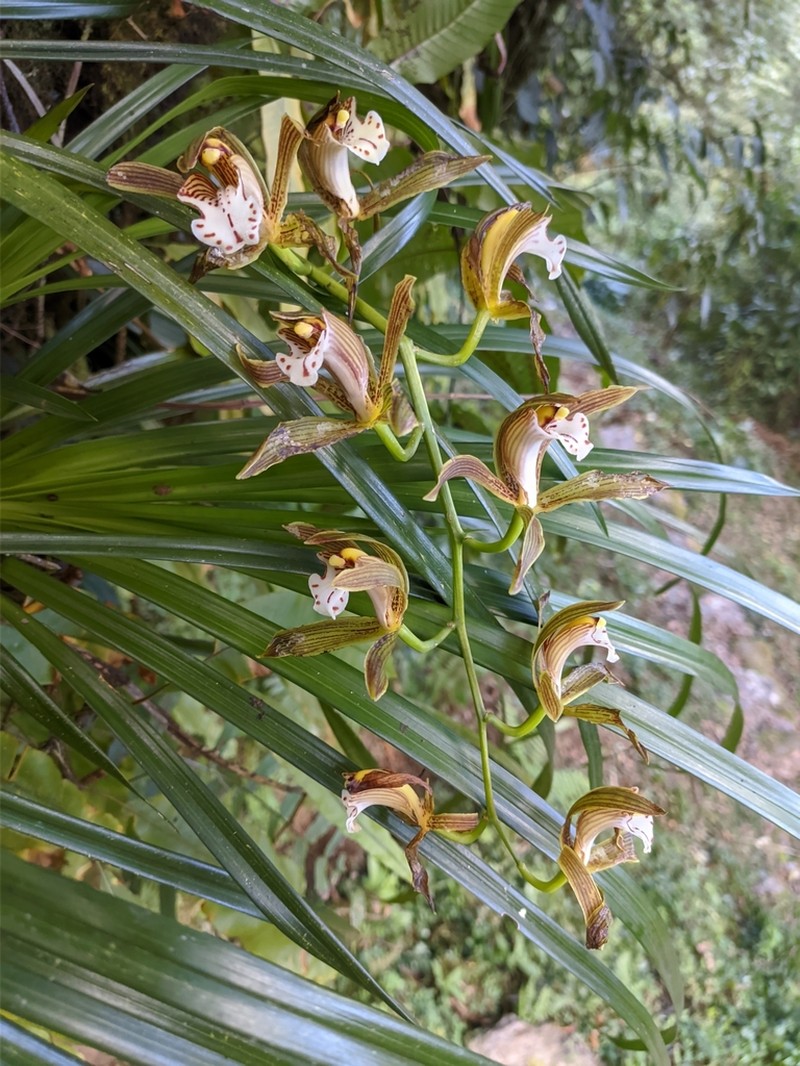 Cymbidium erythraeum photo 7