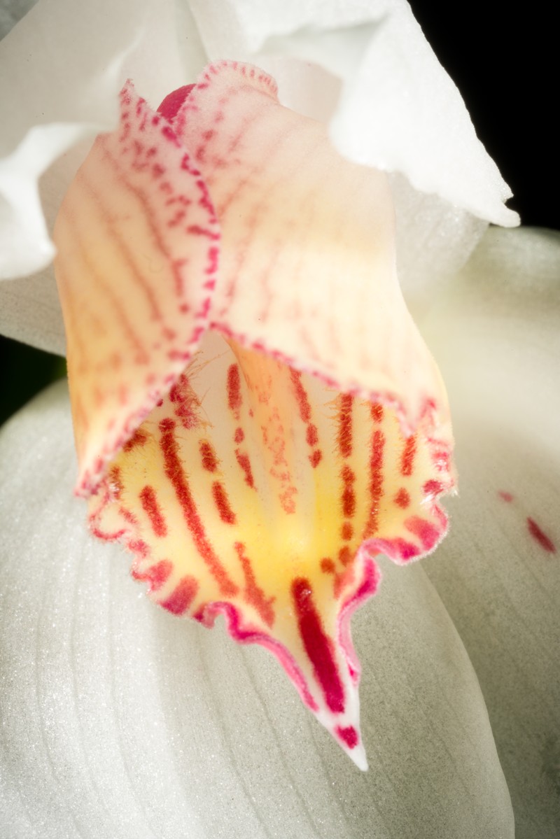 Cymbidium erythrostylum photo 2