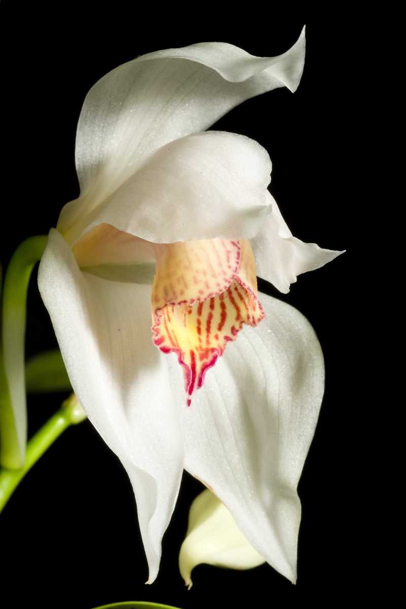 Cymbidium erythrostylum photo 3