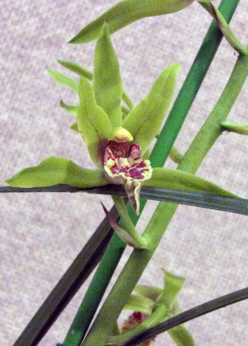 Cymbidium faberi