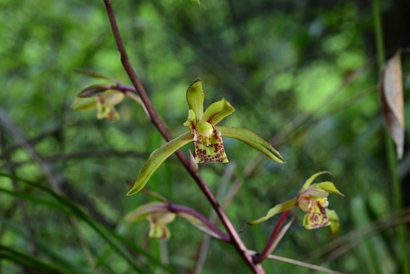 Cymbidium faberi photo 3
