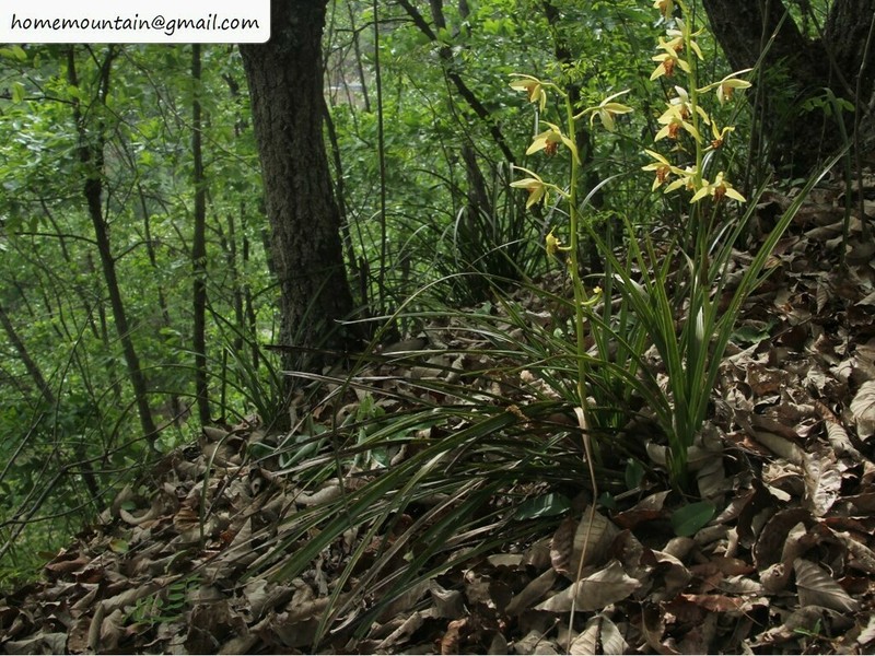 Cymbidium faberi photo 6