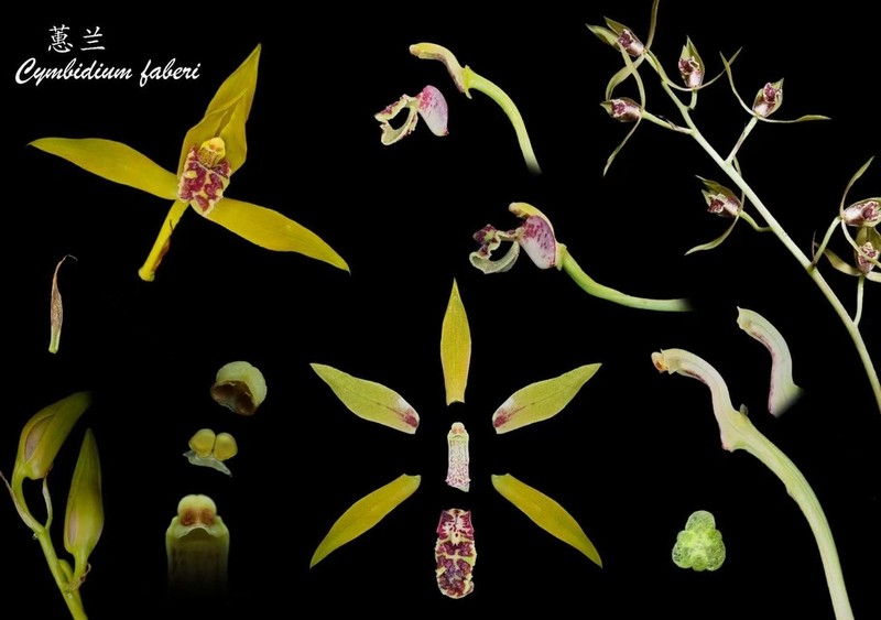 Cymbidium faberi photo 8