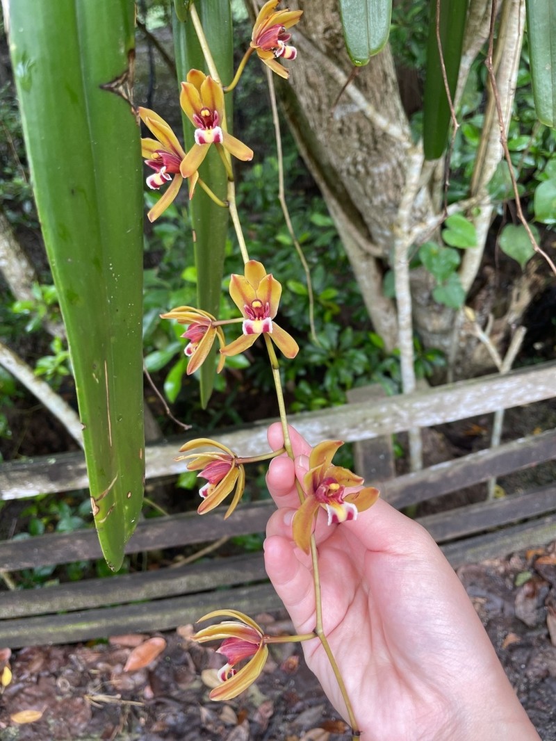 Cymbidium finlaysonianum