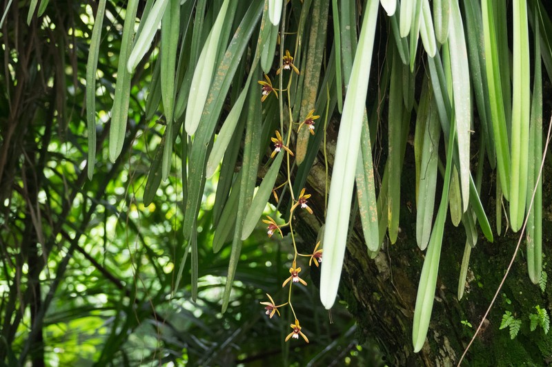 Cymbidium finlaysonianum photo 3
